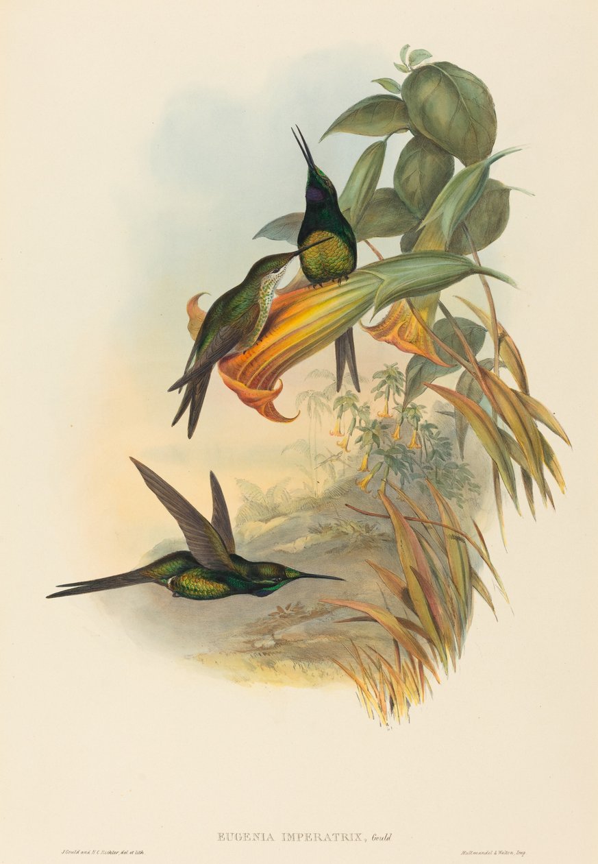 Císařovna kolibřík od John Gould and H.C. Richter