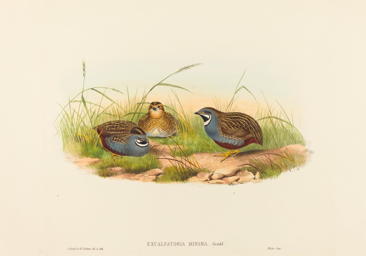 Excalftoria minima (křepelka modroprsá) od John Gould and H.C. Richter