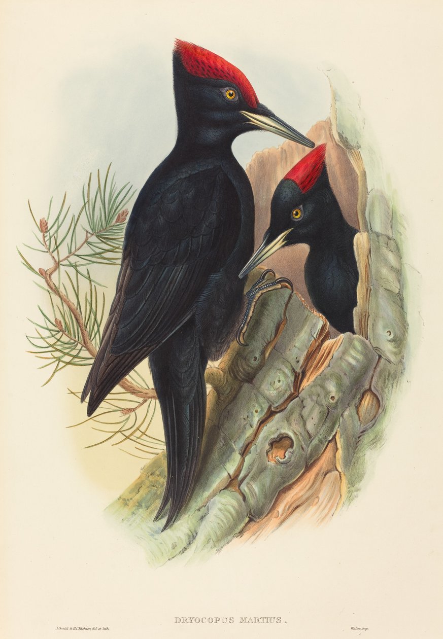 Datel černý (Dryocopus martius) od John Gould and H.C. Richter