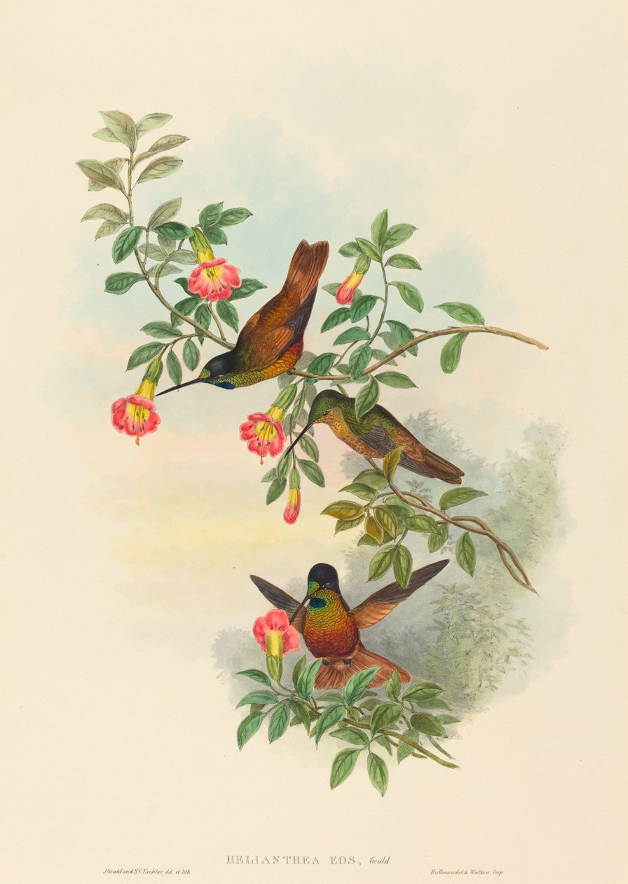 Helianthea eos (Golden Star-frontlet) od John Gould and H.C. Richter