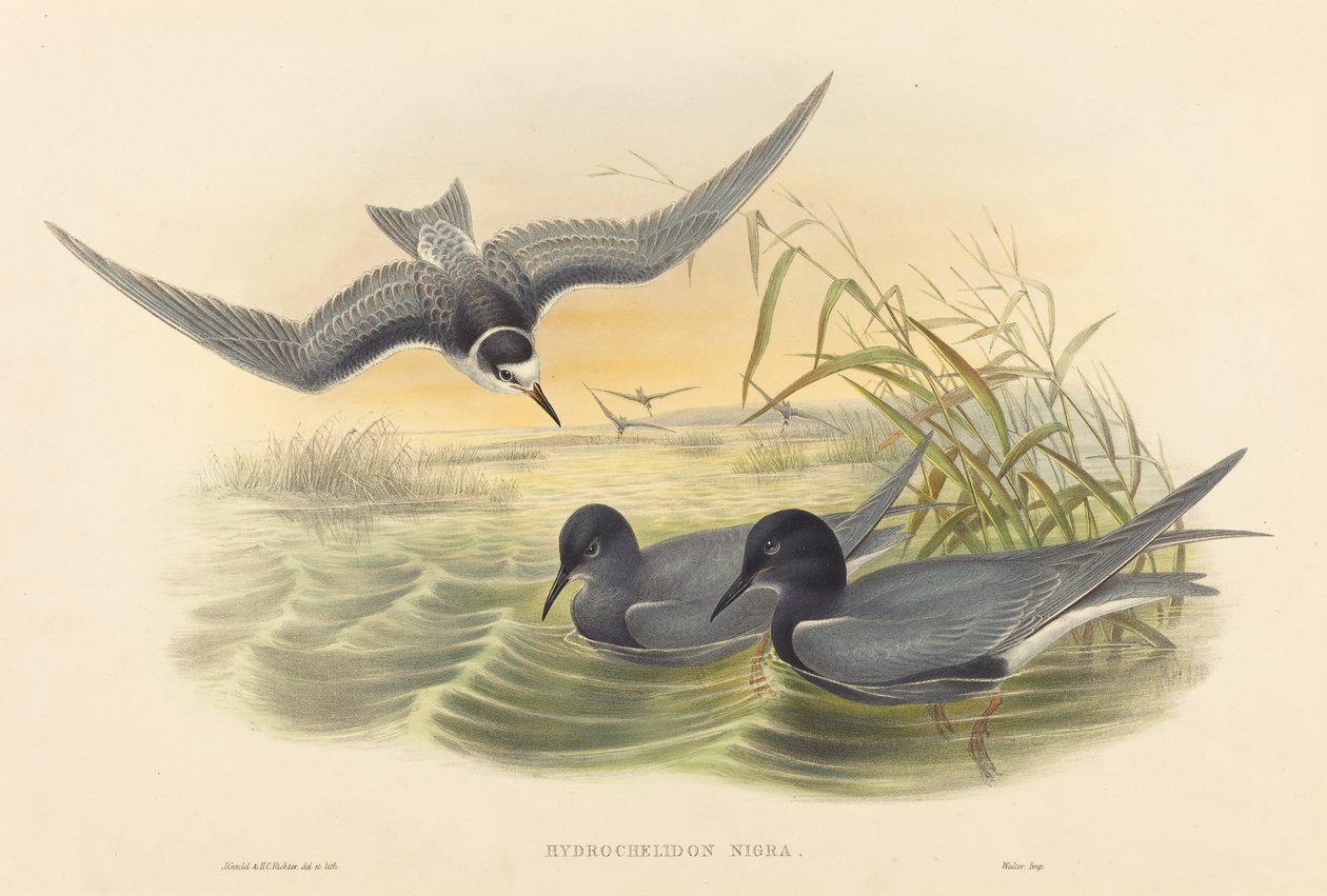 Hydrochelidon nigra od John Gould and H.C. Richter