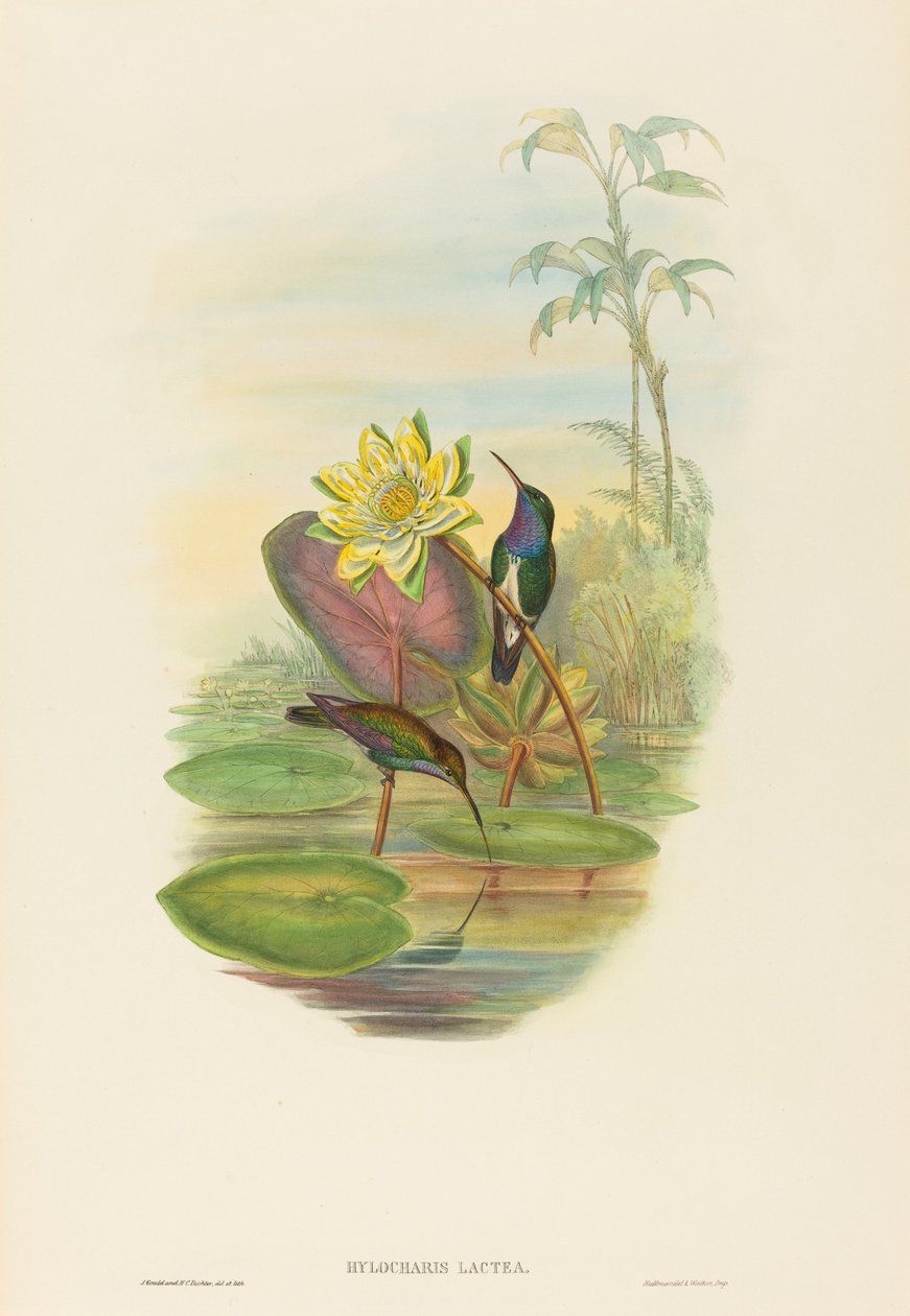 Hylocharis lactea (smaragd safírový) od John Gould and H.C. Richter