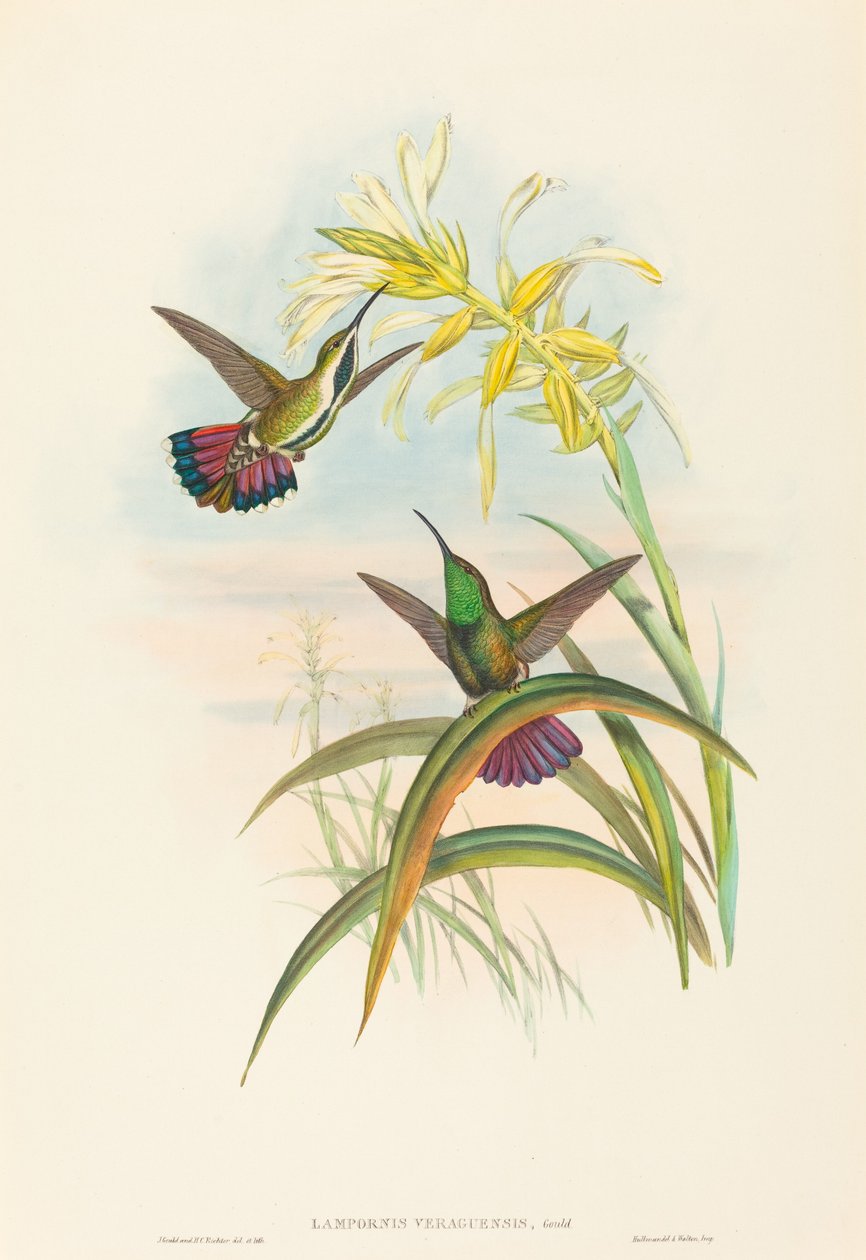 Lampornis veraguensis (veraguské mango) od John Gould and H.C. Richter
