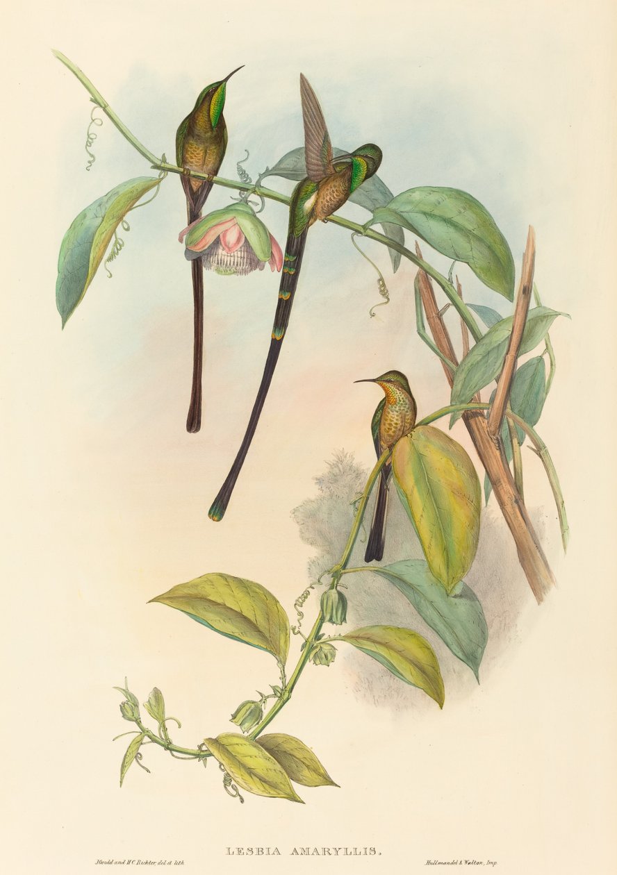 Lesbia Amaryllis od John Gould and H.C. Richter