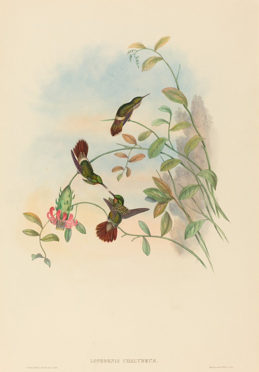 Lophornis chalybeus (Slavnostní koketa) od John Gould and H.C. Richter