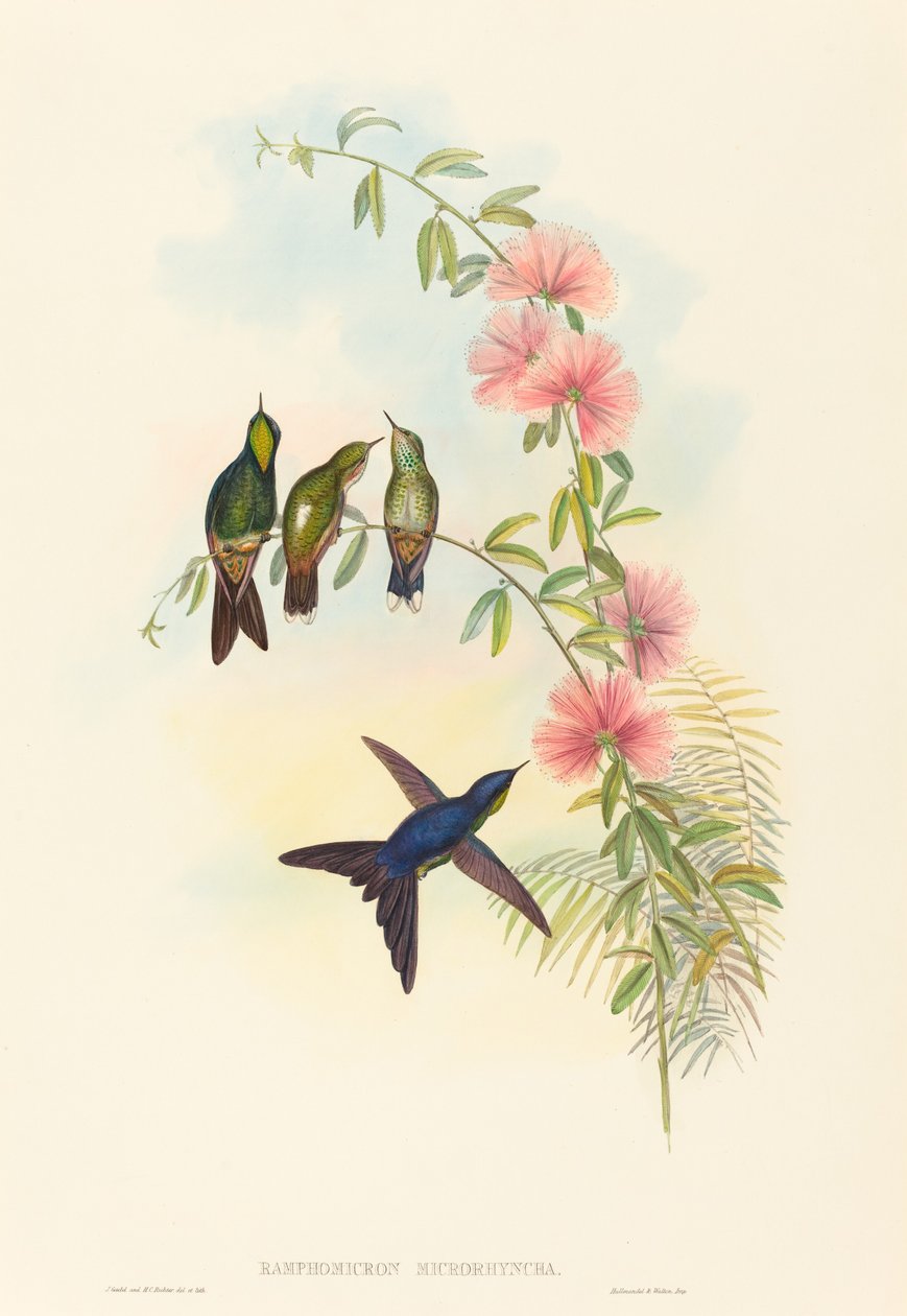 Ramphomicron microrhyncha (zoborožec malozobý) od John Gould and H.C. Richter