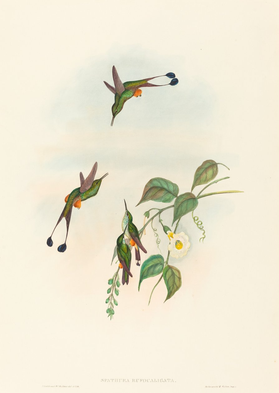 Spathura rufocaligata (Racket-Tail s červenými botami) od John Gould and H.C. Richter