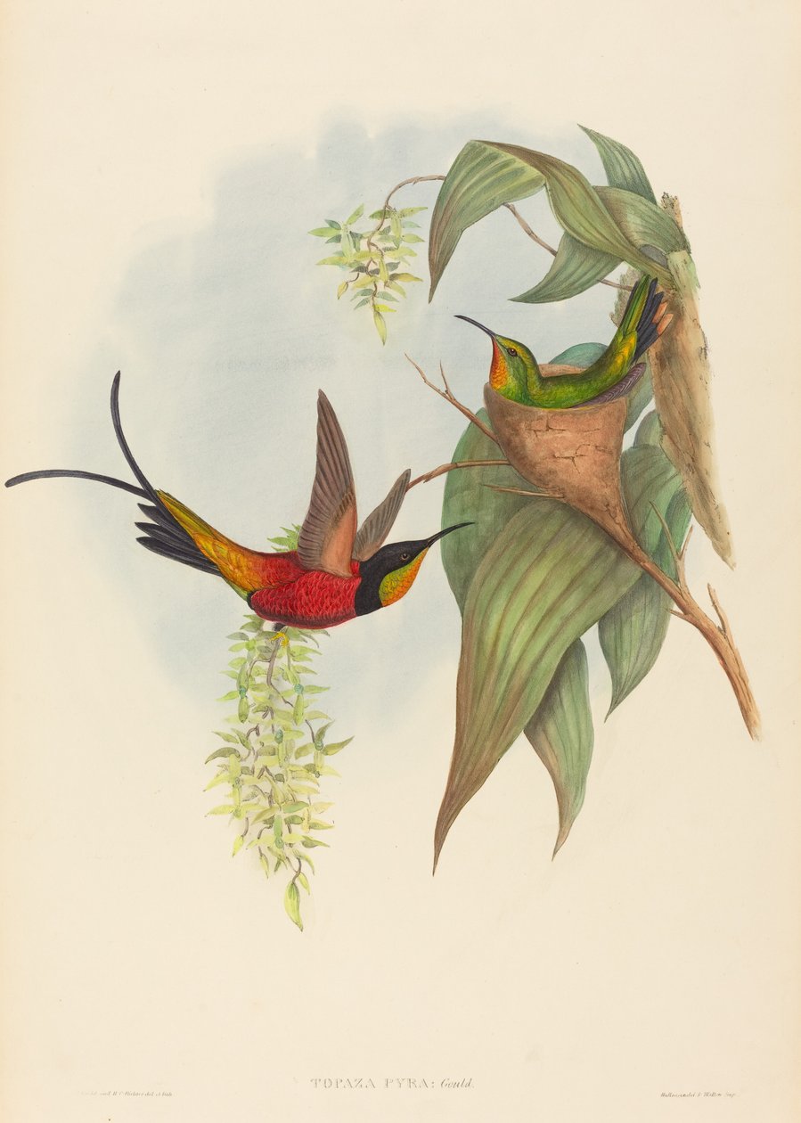 Topaz pyra (pohádkový topaz) od John Gould and H.C. Richter