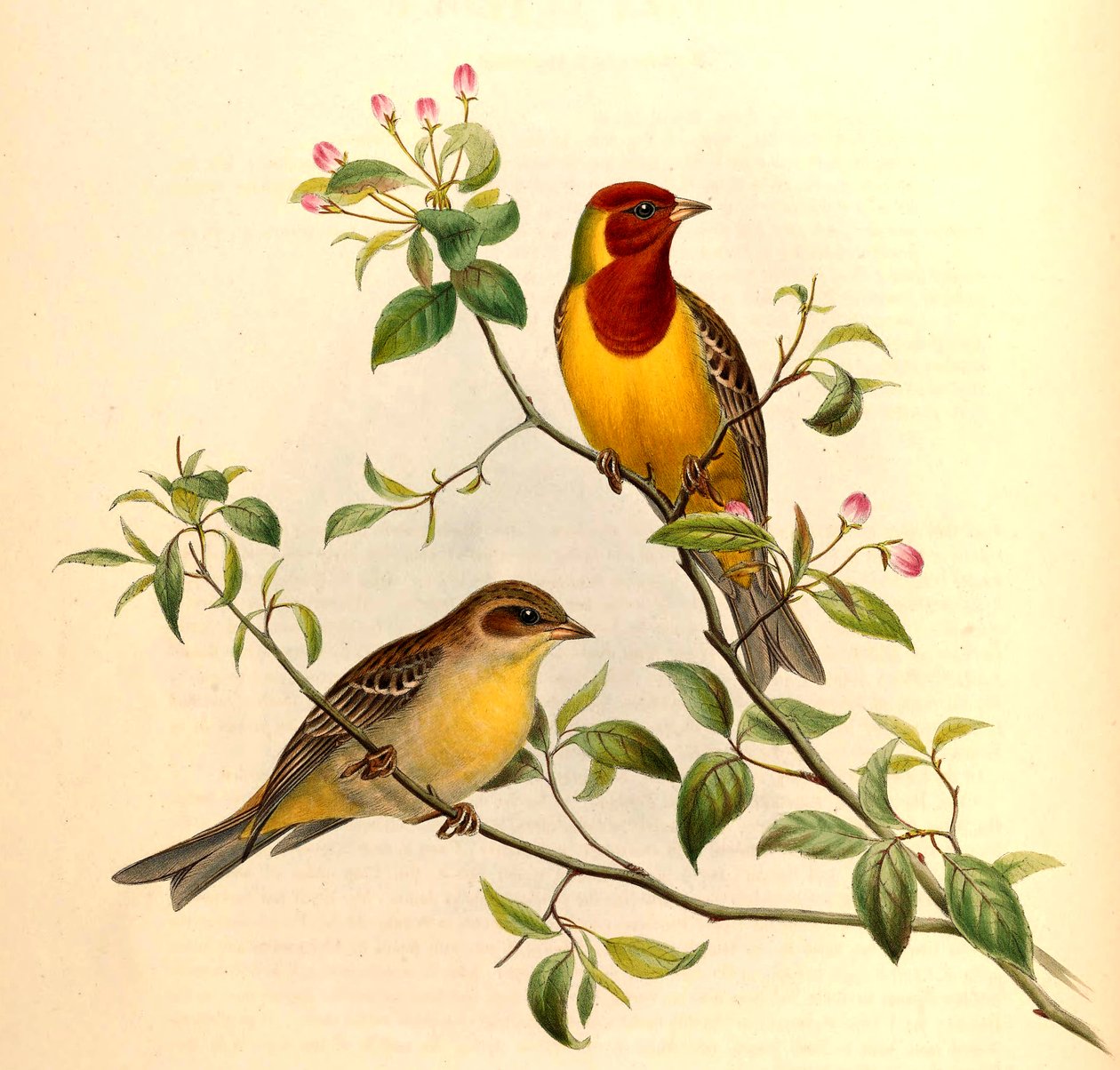 Strnad zrzavý Emberiza bruniceps Brandt od John Gould and Henry C. Richter