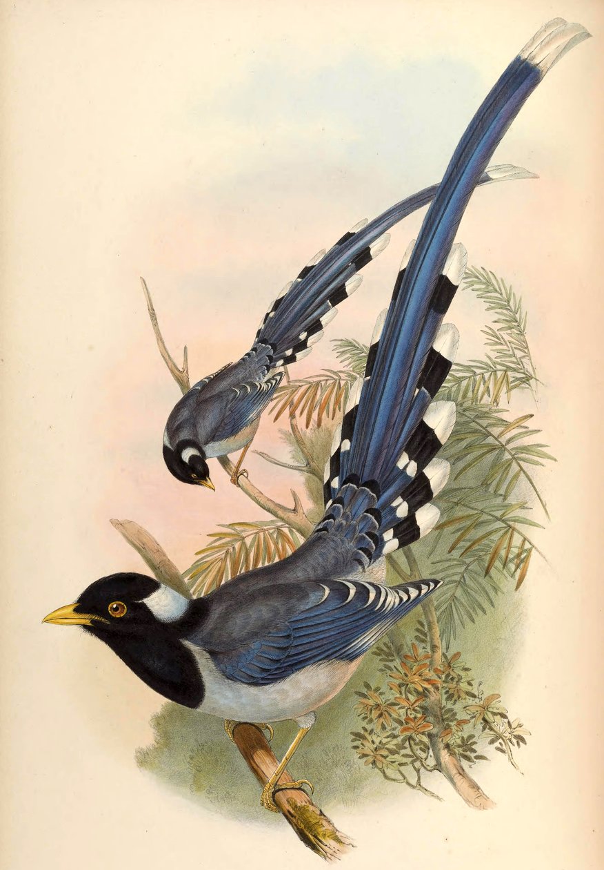 Straka obecná Urocissa flavirostris (Blyth) od John Gould and Henry C. Richter