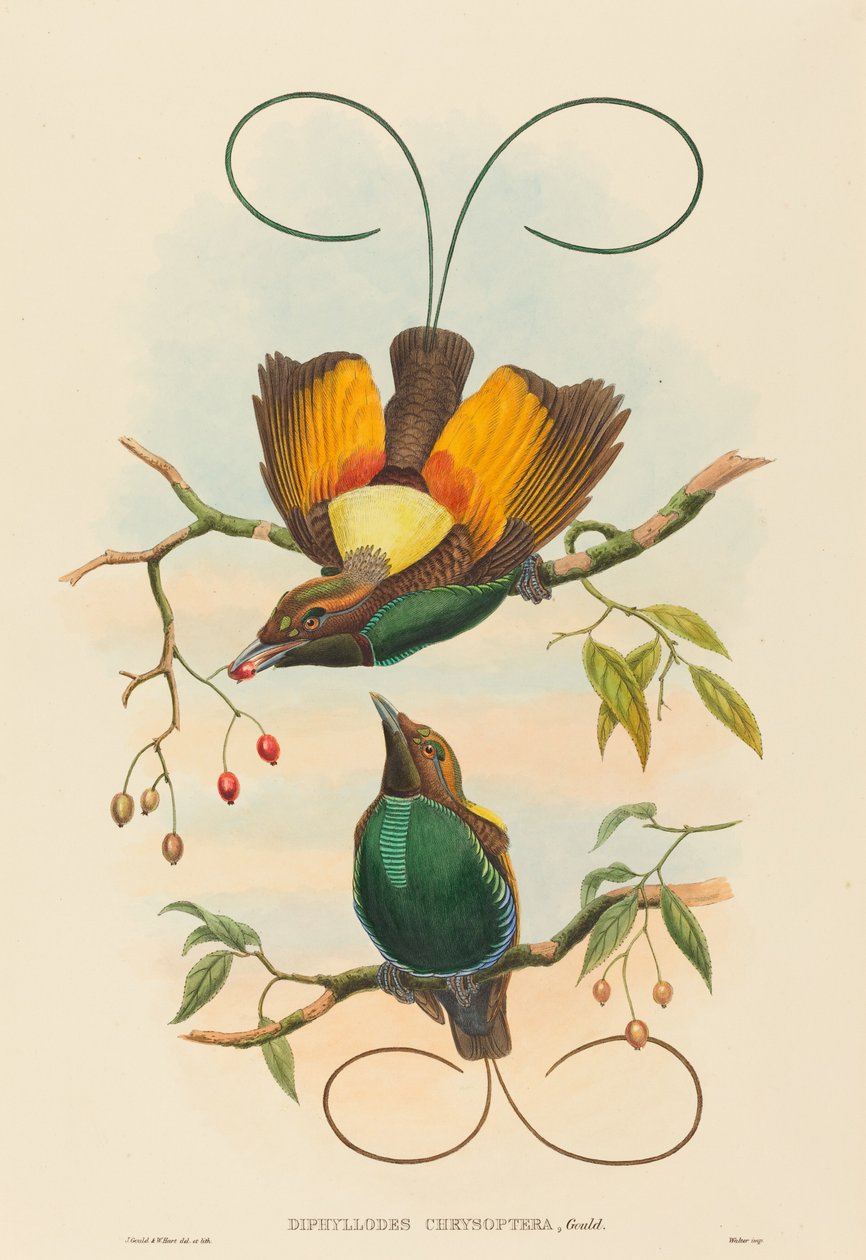 Diphyllodes chrysoptera (velkolepý rajský pták) od John Gould and W. Hart