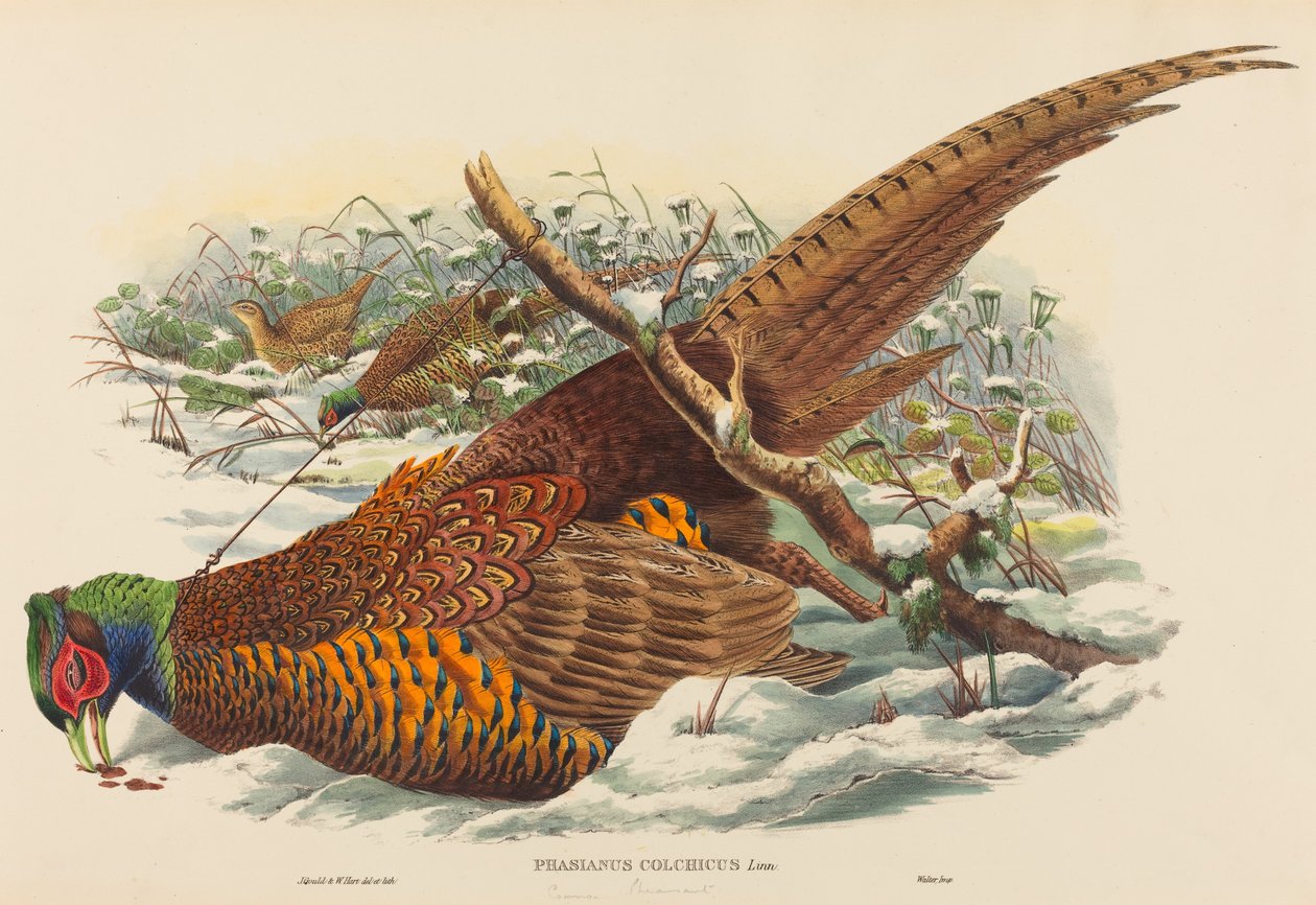 Phasianus colchicus (bažant kruhokrký) od John Gould and W. Hart