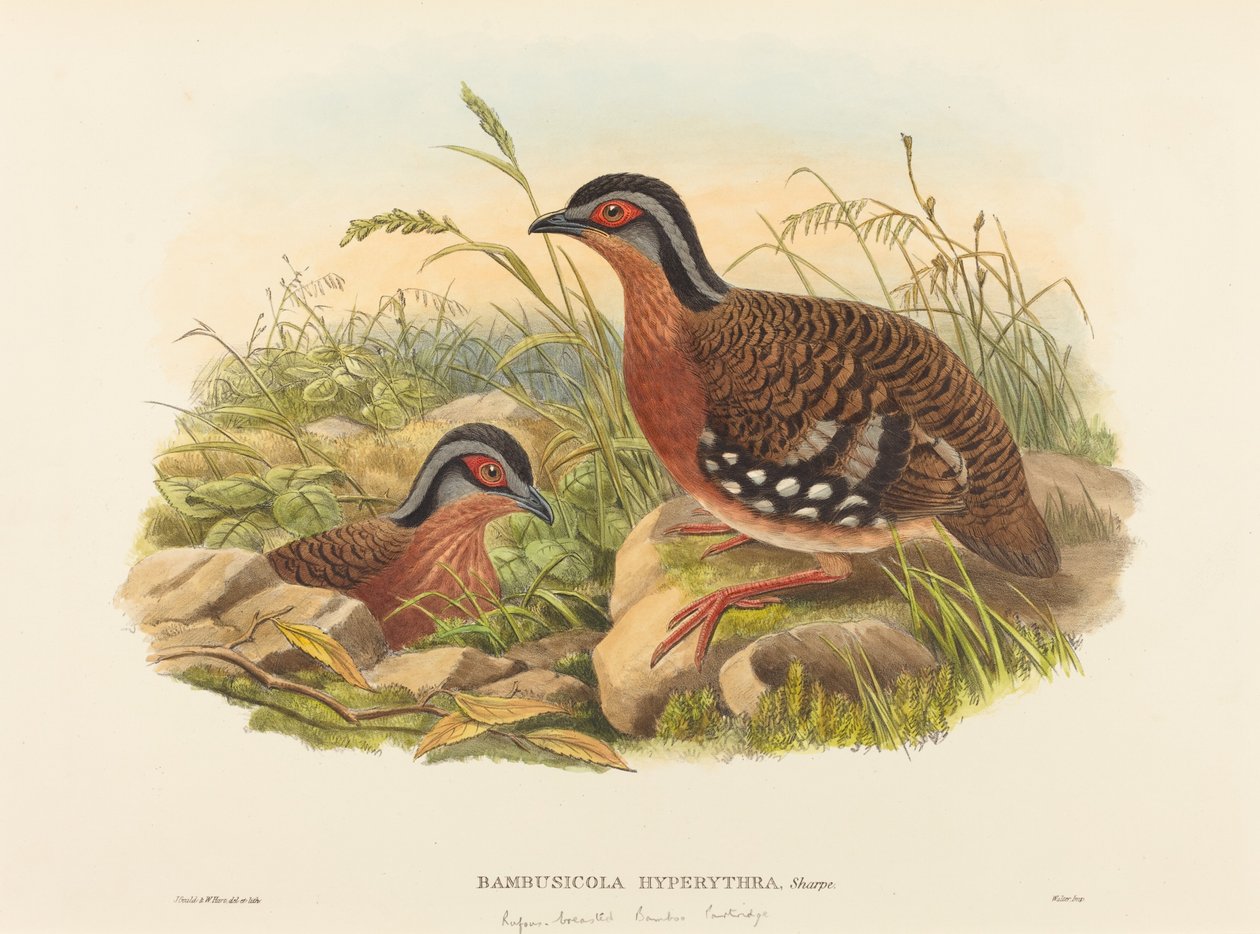 Bambusová koroptev rufous-breasted (Bambusicola Hyperythra) od John Gould and W. Hart