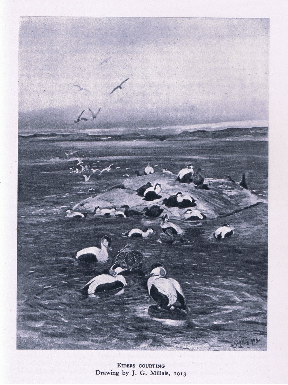 Eiders courting, Nature in Britain vydané Collinsem, 1946 od John Guille Millais