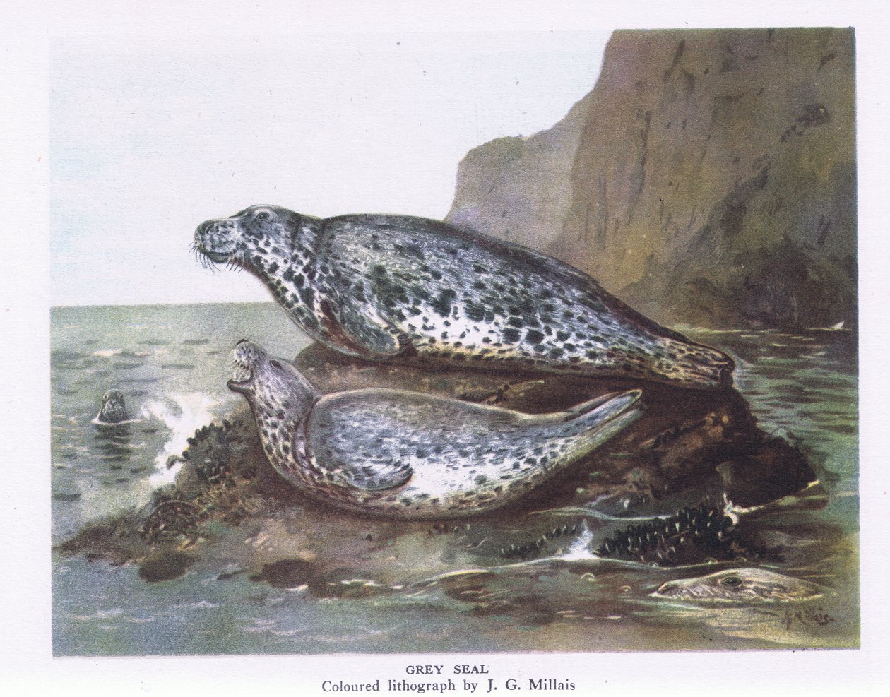 Gray Seals, Nature in Britain publikoval Collins, 1946 od John Guille Millais