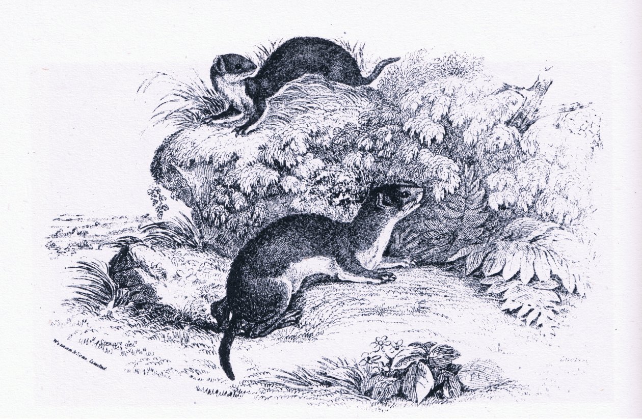 Studie jezevců, příroda v Británii vydané Collinsem od John Guille Millais