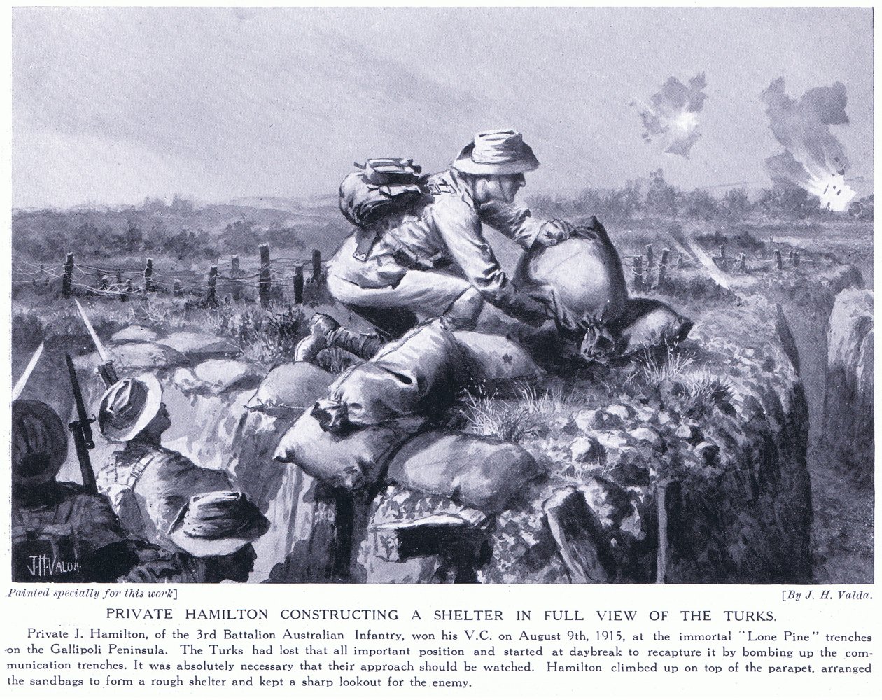 Vojín Hamilton staví úkryt před zraky Turků v zákopech Lone Pine na poloostrově Gallipoli srpen 1915 od John Harris Valda