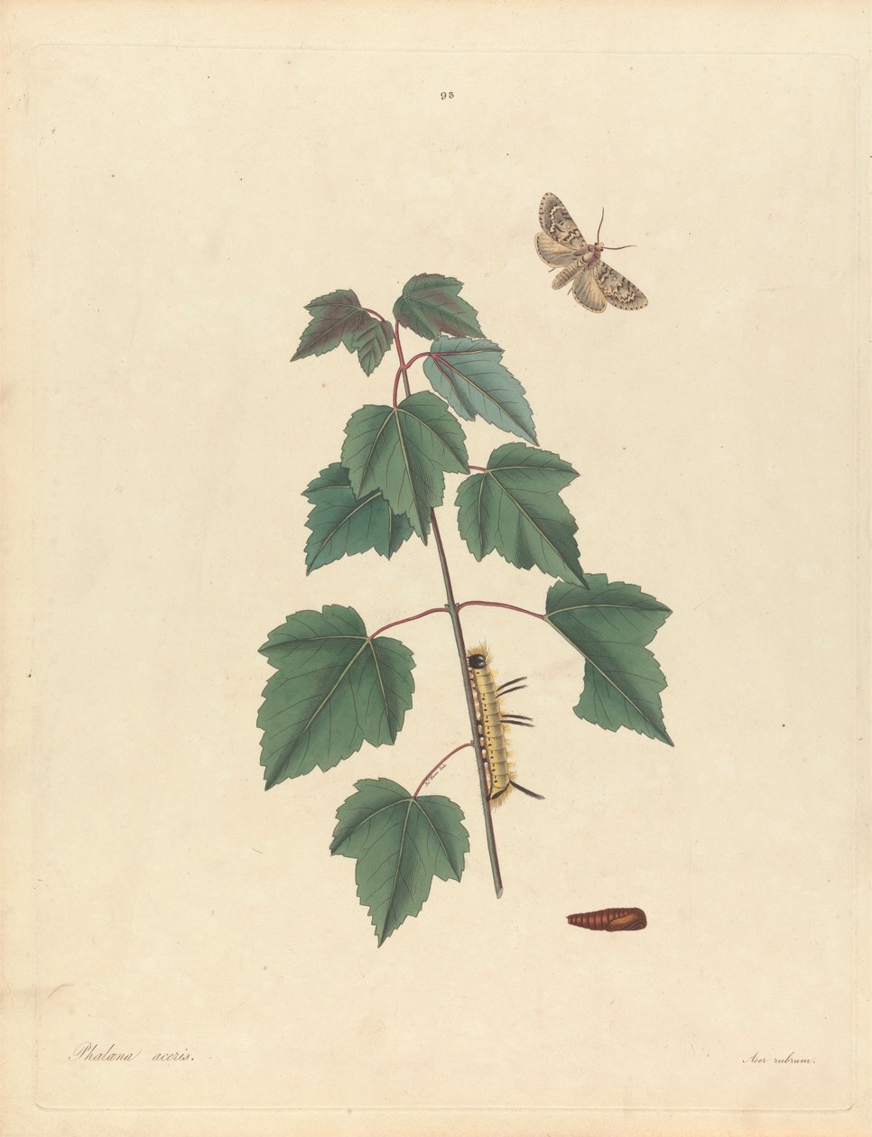 Phalaena Aceris. Acer Rubrum (Grey Maple Moth, Red Maple), Plate 93 od Jamese Edwarda Smithe, „Přírodní historie vzácnějšího Lepidopterous Insects of Georgia“, Londýn, 1797 od John Harris the Elder
