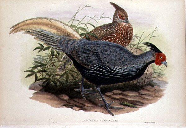 Euplocamus Lineatus, ryl T. Walter, London, pub. mezi lety 1850-83 (ručně kolorované lito) od John and Hart William (after) Gould