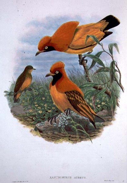 Xanthomelus Aureus (barevné lito) od John and Hart William Gould