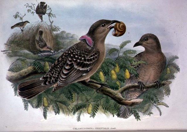 Chlamydera Orientalis (barevné lito) od John and Hart William Gould