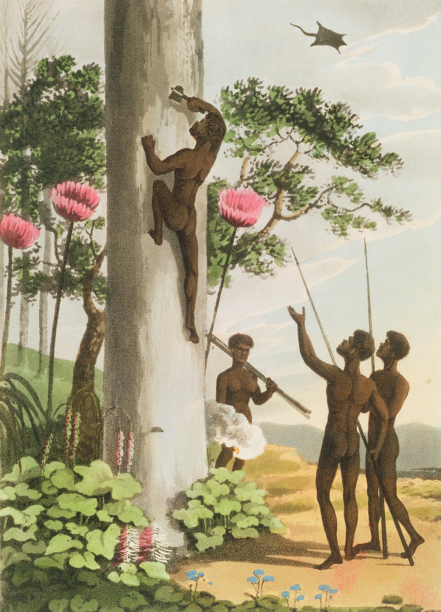 Climbing Trees, domorodci v Novém Jižním Walesu, vyrytý Matthew Dubourg (fl.1813-1820) pub. 1813 od John Heaviside Clark