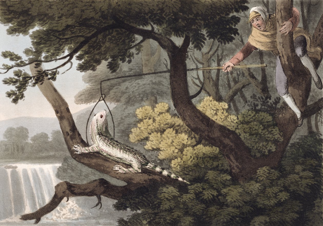 Mexican Lizard Catcher, vyryl Matthew Dubourg (fl.1785-1820), vydal Edward Orme, 1813 od John Heaviside Clark