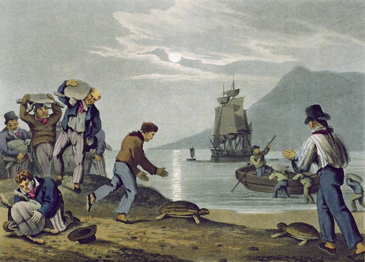 Chytání želv na souši, vyryl Matthew Dubourg (fl.1785-1820), vydal Edward Orme, 1813 od John Heaviside Clark