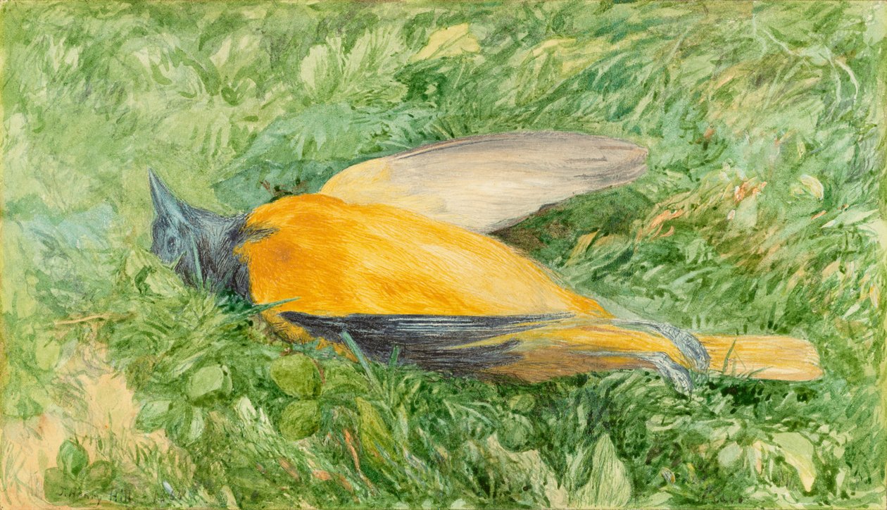 Golden Robin (Northern Oriole) od John Henry Hill