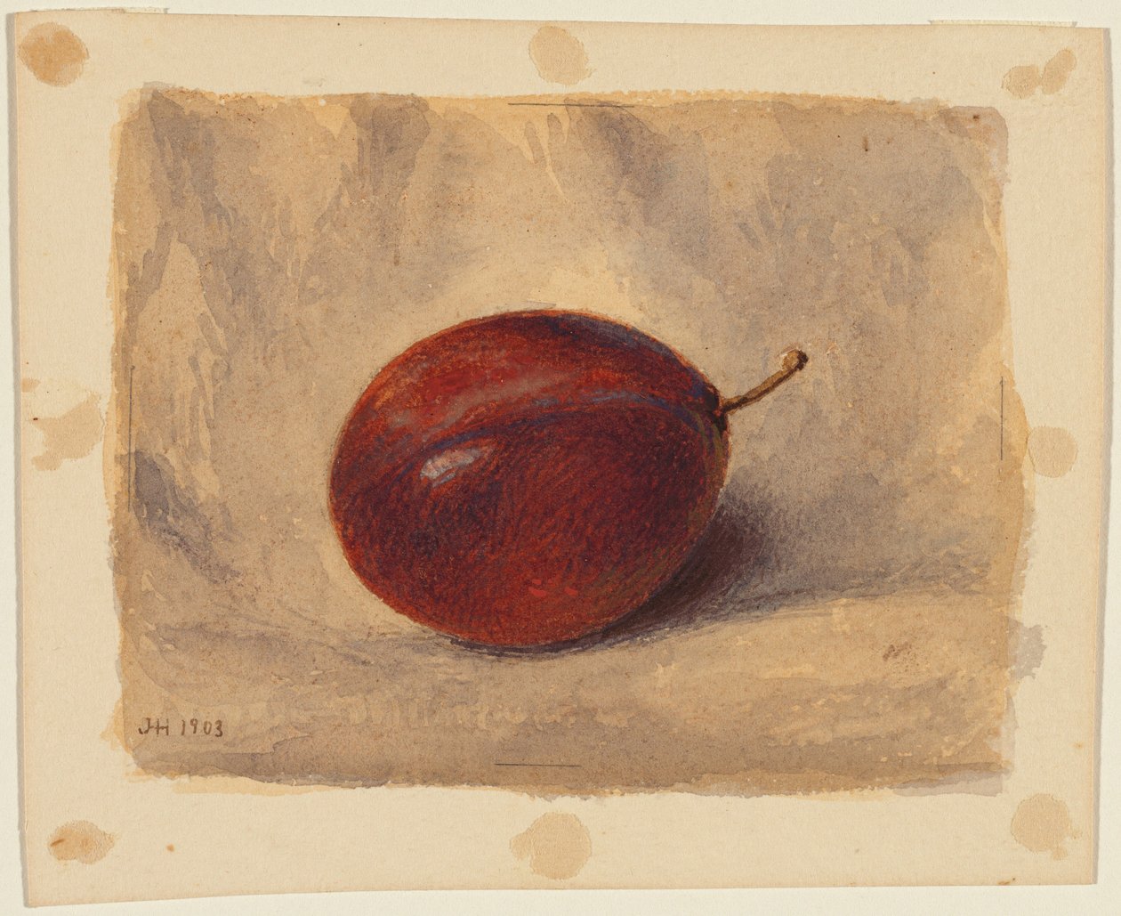 Švestka od John Henry Hill