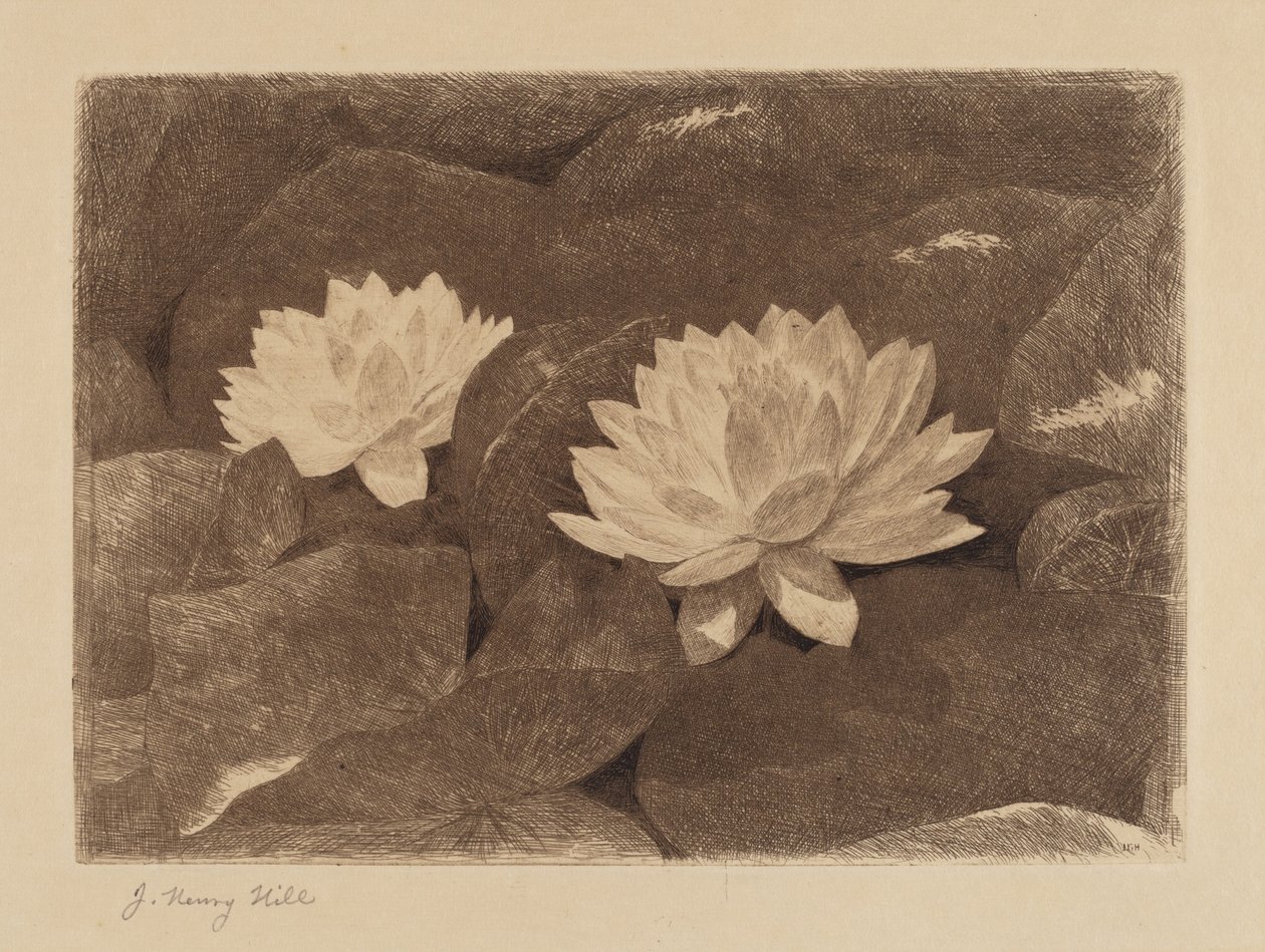 Lekníny od John Henry Hill