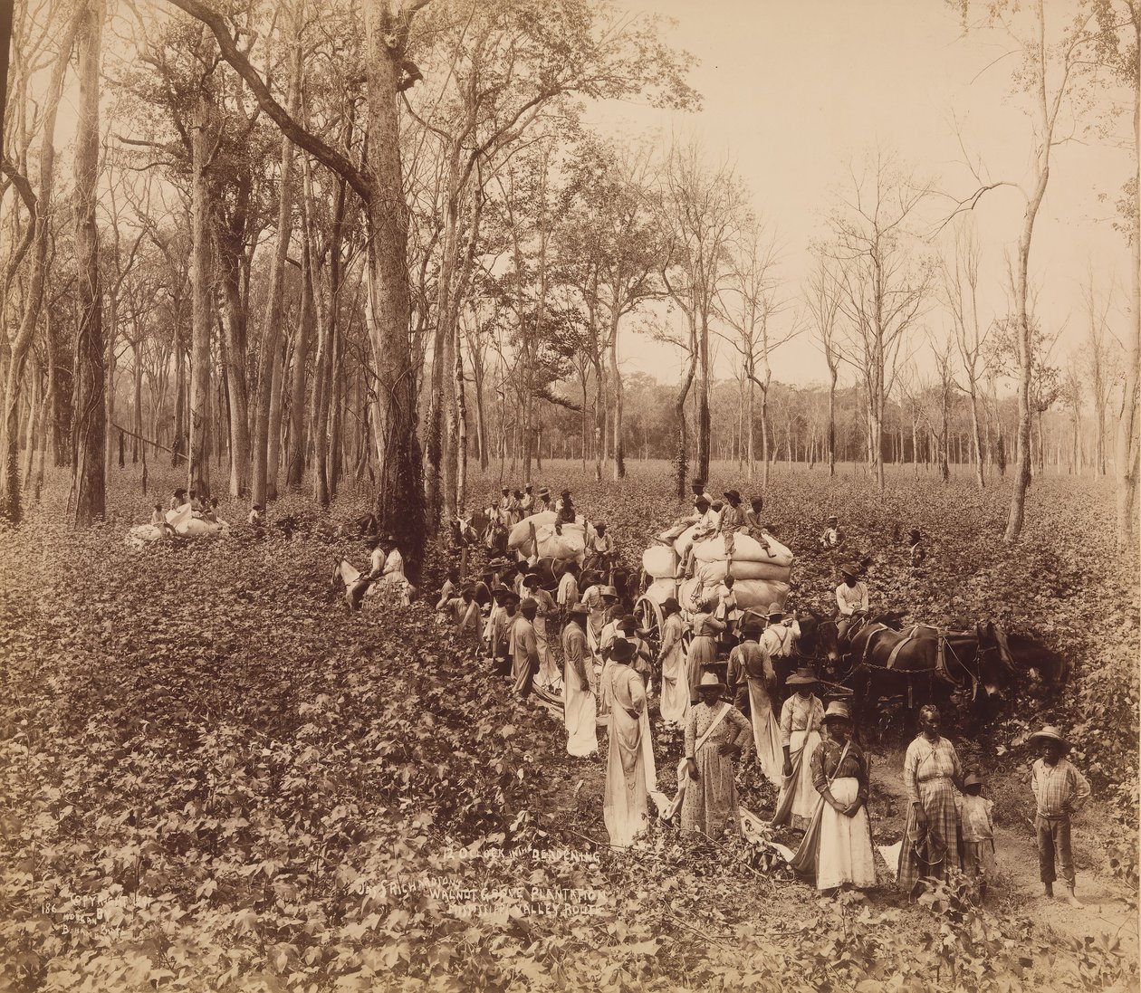 12 hodin v umrtvení, ca. 1891. od John Horgan