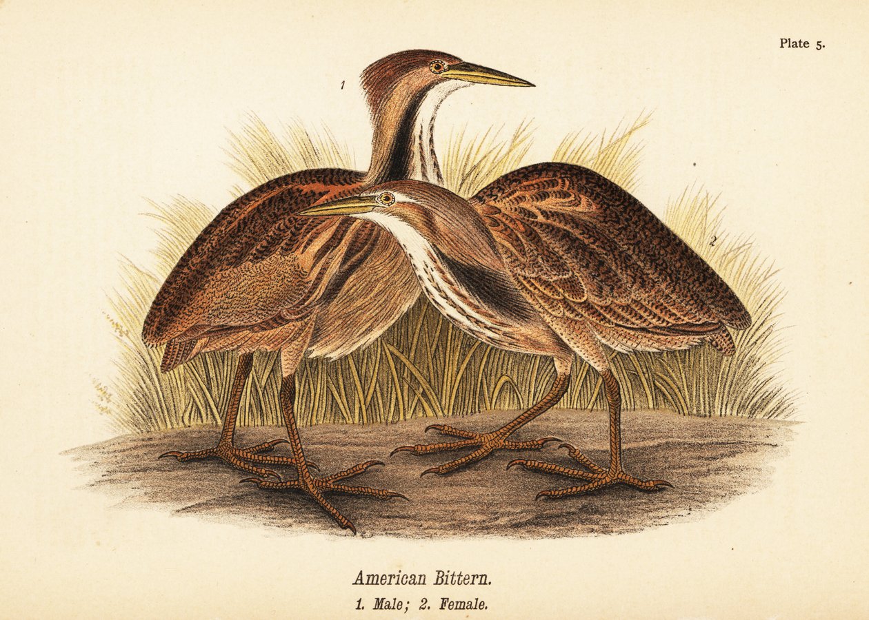 Bučák americký, Botaurus lentiginosus, samec 1, samice 2 od John James (after) Audubon