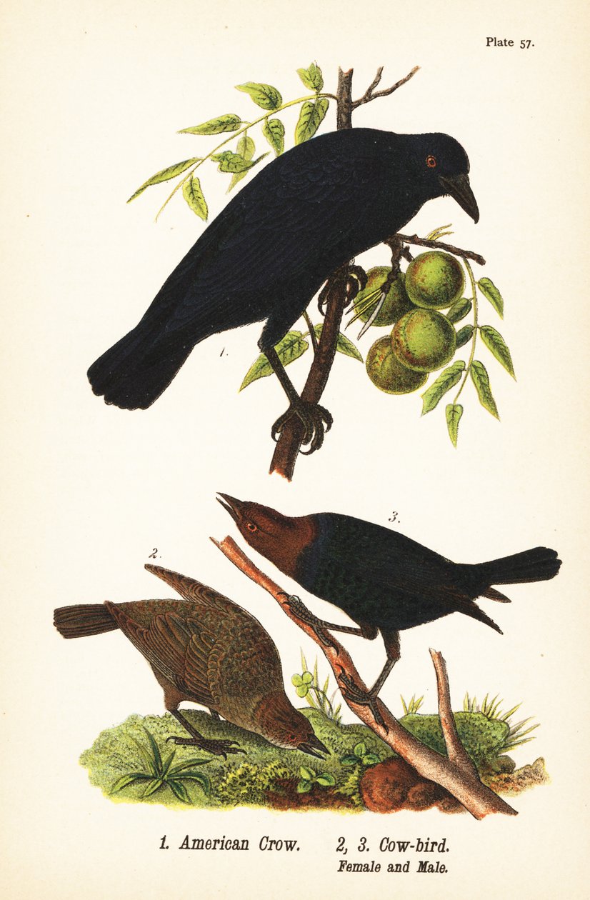 Vrána americká, Corvus brachyrhynchos 1, a hnědohlavý kovboj, Molothrus ater, samice 2 a samec 3 od John James (after) Audubon
