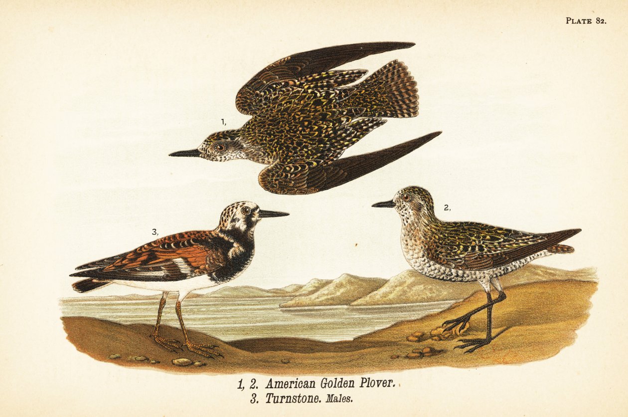 Kulík americký, Rain Sunday 1,2 a Ruddy turnstone, Sand interpret turnstone 3 od John James (after) Audubon