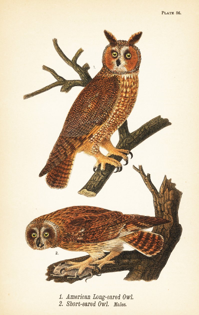 Puštík ušatý, Asio otus 1, a puštík ušatý s kořistí, Asio flammeus 2, samci od John James (after) Audubon