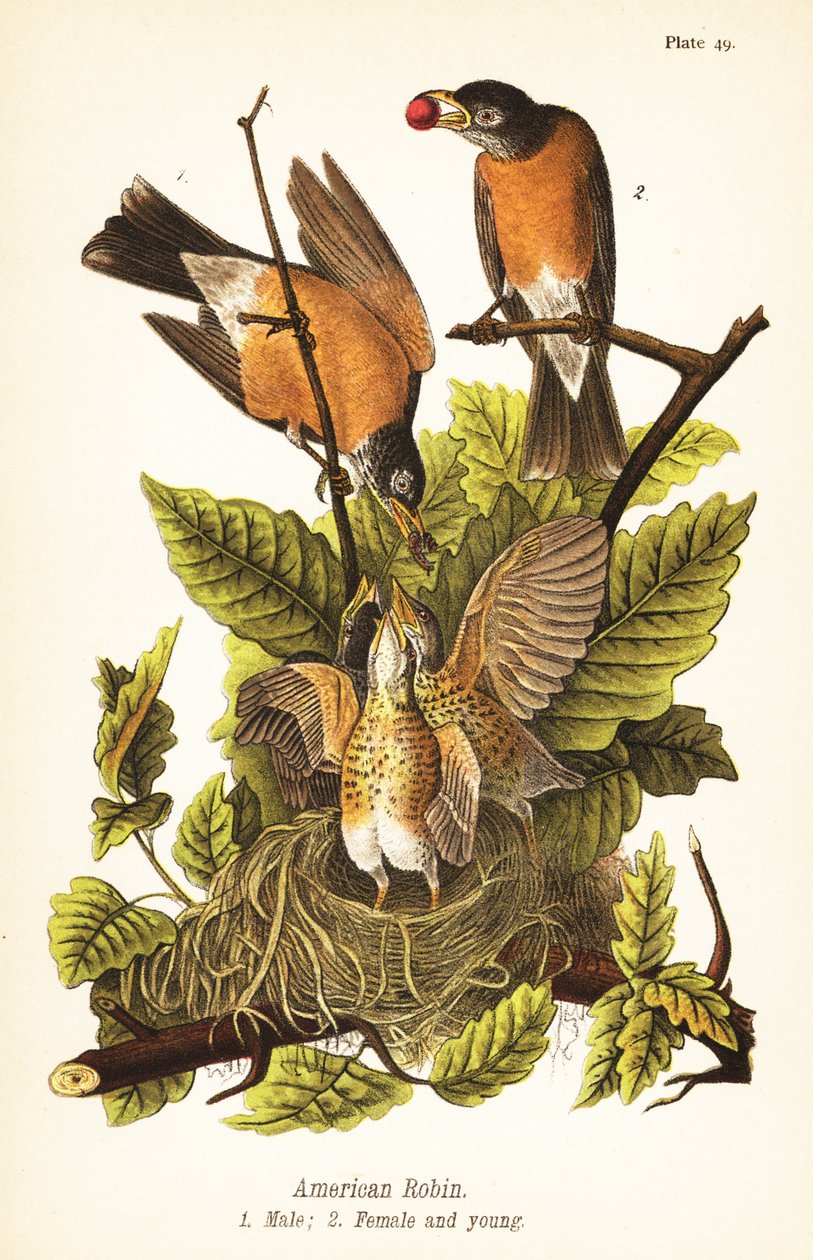 Červenka americká, Turdus migratorius, samec 1, samice 2 a mláďata v hnízdě od John James (after) Audubon