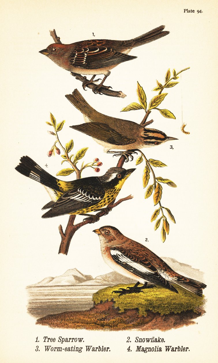 Vrabec americký, Spizelloides arborea 1, strnad sněhový, Plectrophenax nivalis 2, červotoč, Helmitheros vermivorum 3 a pěnice magnólie, Setophaga magnolia 4 od John James (after) Audubon