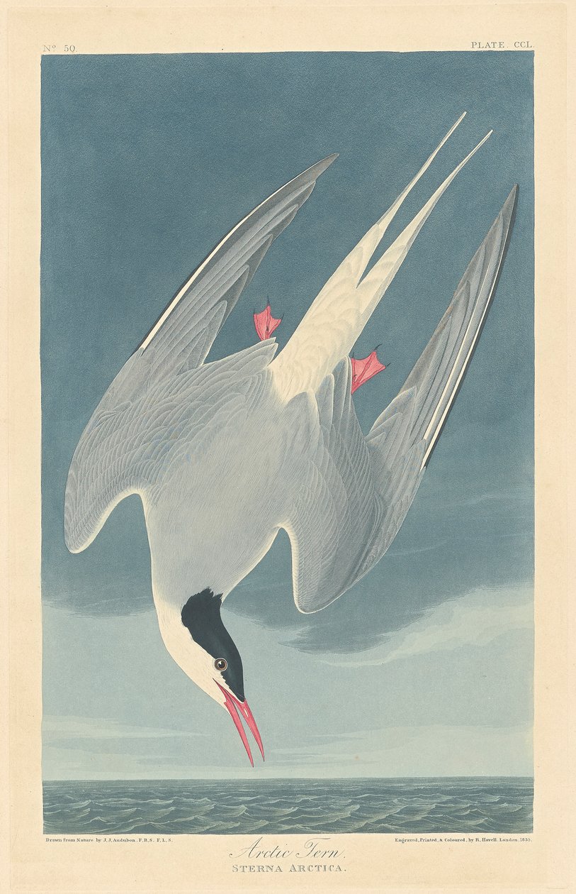 Rybák polární od John James (after) Audubon