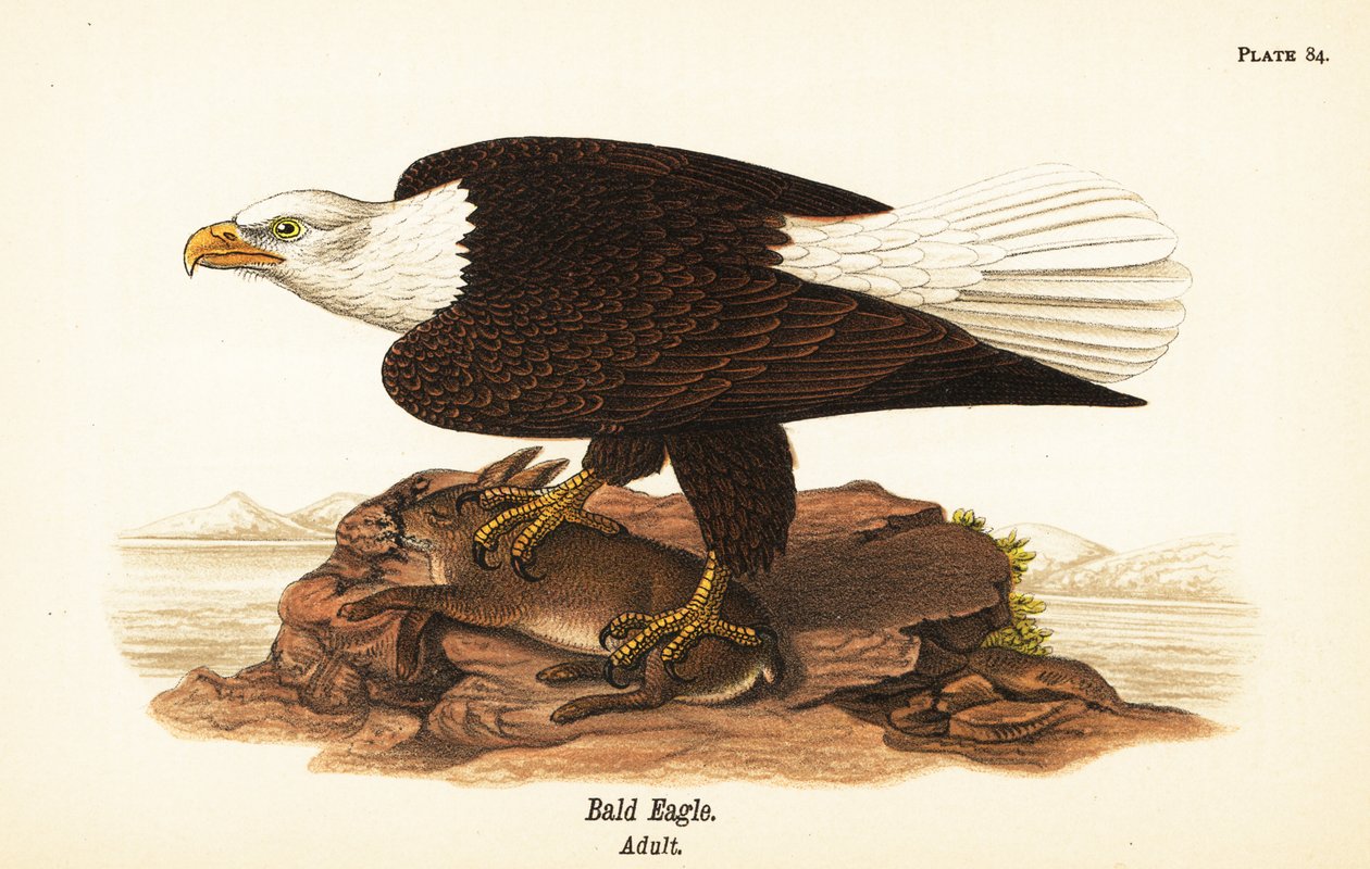 Orel bělohlavý, Haliaeetus leucocephalus, dospělý s králičí kořistí od John James (after) Audubon