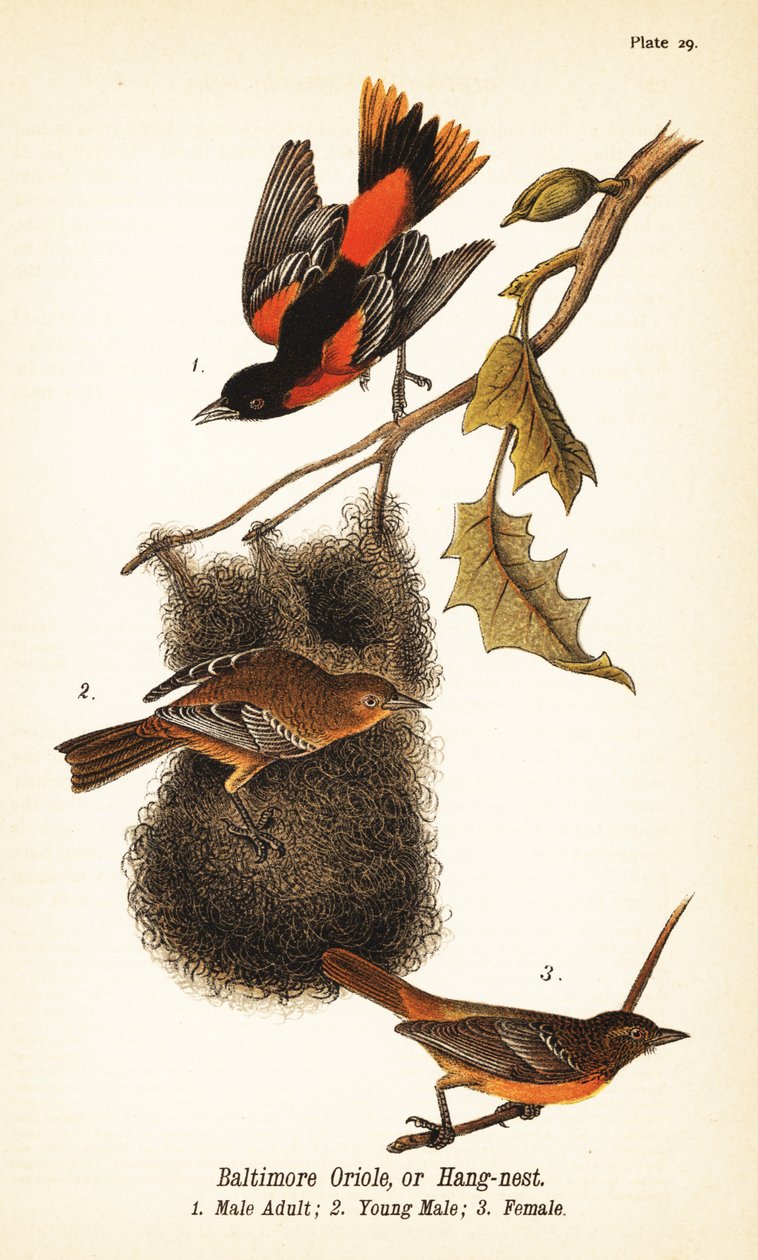 Baltimore oriole nebo závěsné hnízdo, Icterus galbula od John James (after) Audubon
