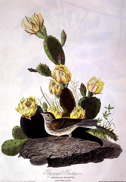 Zajíc polní, z knihy "Birds of America", vyryl Robert Havell (1793-1878) 1830 (kolorovaná rytina) od John James (after) Audubon