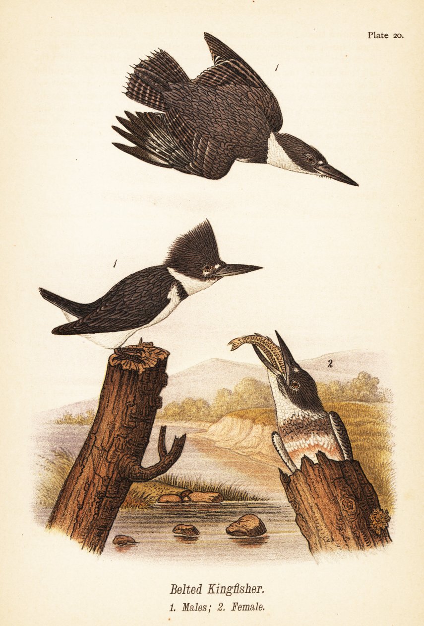 Ledňáček říční, Megaceryle alcyon, samci 1, samice 2 od John James (after) Audubon