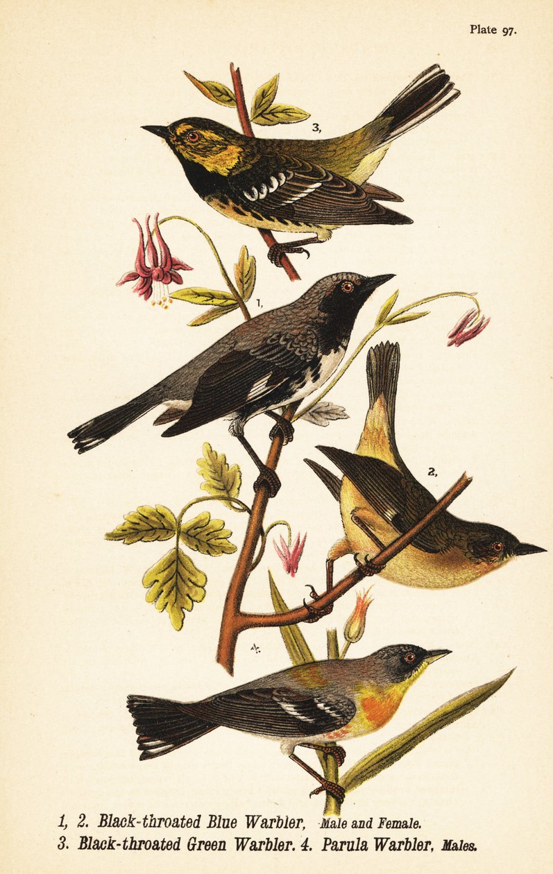 Pěnice černohrdlá modrá, Setophaga caerulescens 1,2, pěnice černokrká, Setophaga virens 3 a parula severní, Setophaga americana 4 od John James (after) Audubon