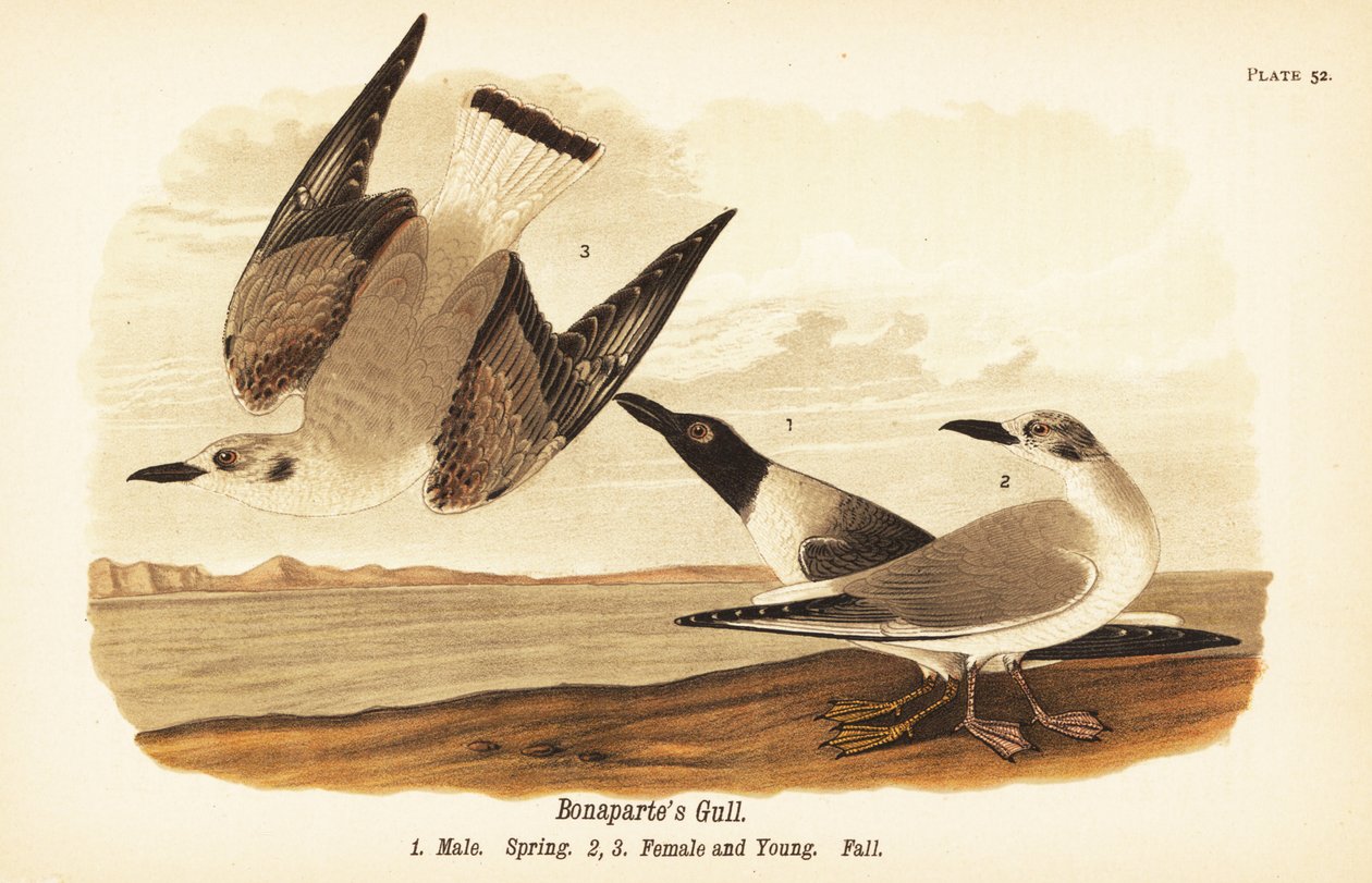 Racek Bonaparte, Chroicocephalus philadelphia, samec jaro 1, samice 2 a mládě 3 v podzimním opeření od John James (after) Audubon