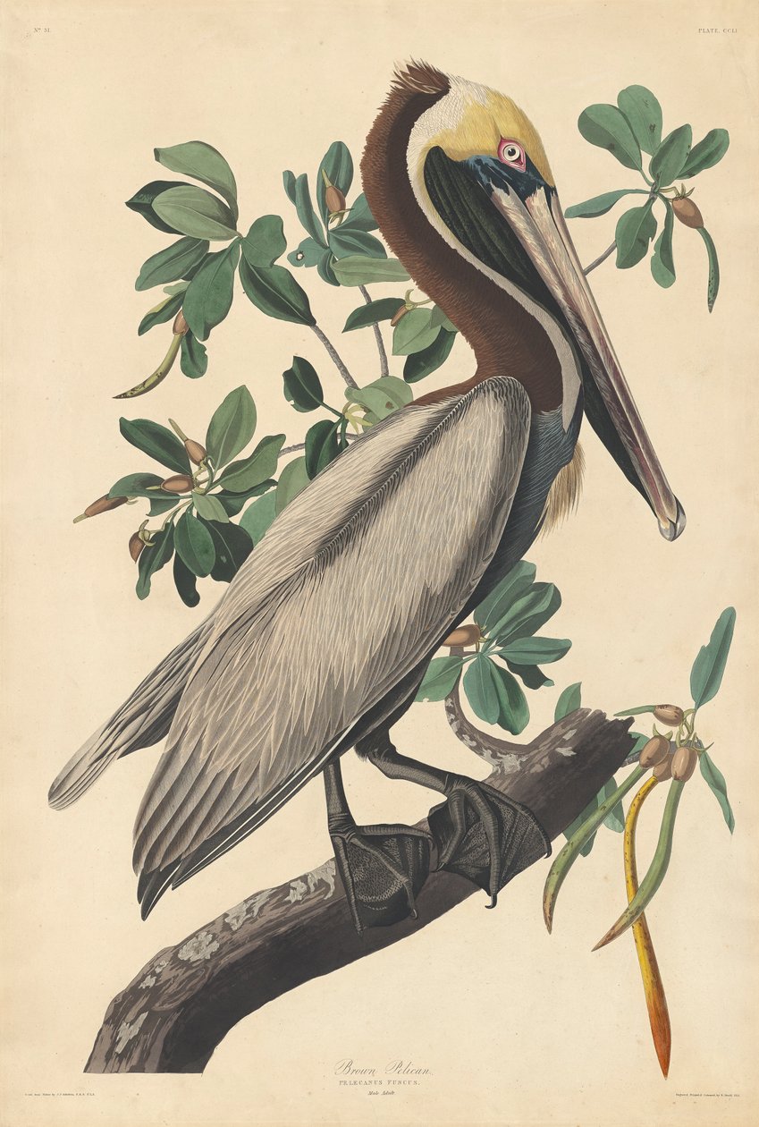 Pelikán hnědý od John James (after) Audubon