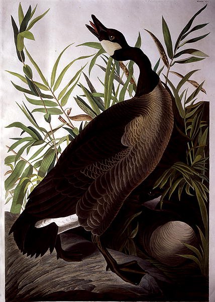 Canada Goose, z 