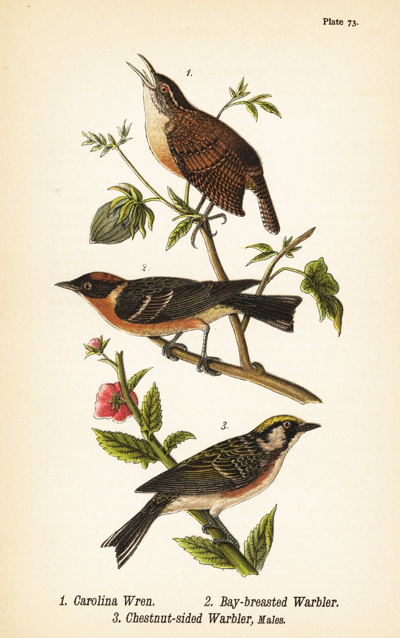Střízlík obecný, Thryothorus ludovicianus 1, pěnice hnědá, Setophaga castanea 2, pěnice kaštanová, Setophaga pensylvanica 3 od John James (after) Audubon