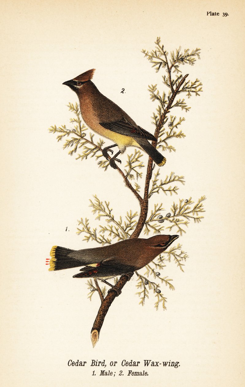 Voskovka cedrová, Bombycilla cedrorum Pták cedrový nebo voskovka cedrová, samec 1, samice 2 od John James (after) Audubon