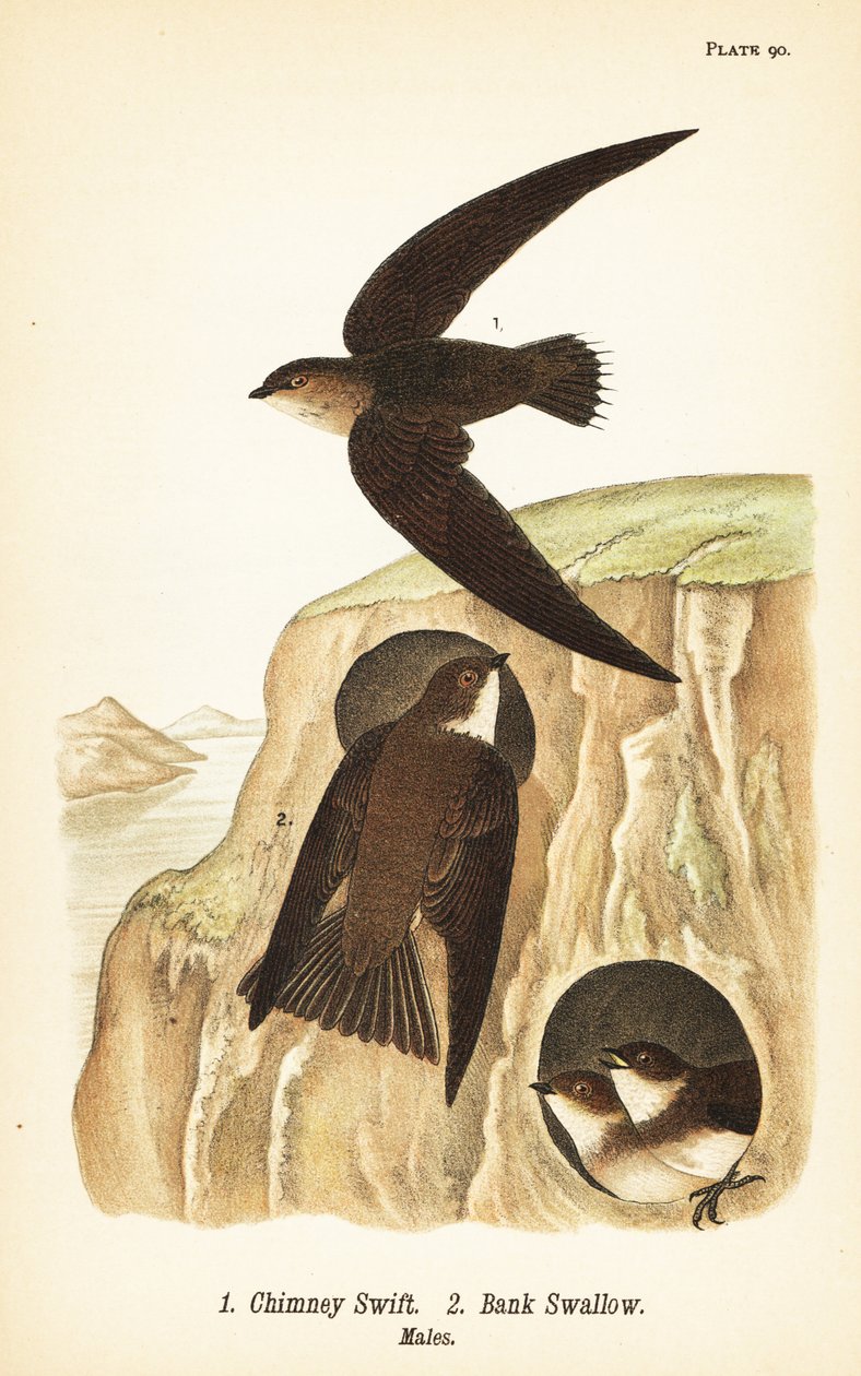 Rychlík komínový, Chaetura pelagica 1, vlaštovičník břehový, Riparia riparia 2, samci od John James (after) Audubon